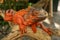 Close-up Head of Reptile. Young male Red Iguana  detail of an iguana camouflaged in nature. This type of iguana is dark red to