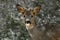 A close-up of the head of a roe deer male in snowfall