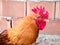 Close-up of the head of a rooster Gallus gallus domesticus