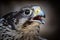 Close-up of the head of a Saker Falcon