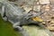 Close up Head salt crocodile sleep on canal