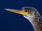 Close-up Head Shot of an Anhinga