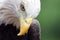 Close up head shot of a bald eagle