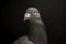 Close up head shot and beautiful eye of speed racing pigeon