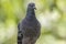 Close up head shot of beautiful speed racing pigeon bird