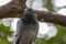 Close up head shot of beautiful speed racing pigeon bird