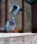 Close up head shot of beautiful speed racing pigeons bird