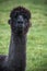 Close up head shot of black alpaca in green field