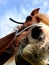 Close up head shot of chestnut welsh pony standing in the field on equestrian livery farm with blue skies