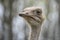 Close-up head shot of Common ostrich (Struthio camelus) with abstract blurred background
