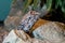 Close-up head shot of a Frilled Dragon