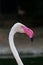 A close up head shot of a Greater Flamingo Phoenicopterus roseus looking at the pink beak and dark backgorund