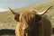 Close up head shot of a highland cow