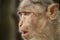 Close up head shot of Indian Bonnet Macaque Monkey