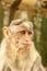 Close up head shot of Indian Bonnet Macaque Monkey