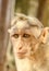 Close up head shot of Indian Bonnet Macaque Monkey