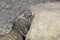 Close up head shot of a Mali Uromastyx