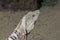 Close up head shot of a Mexican Spiny-tailed Iguana