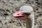 Close-up Head Shot of One Ostrich.