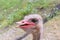 Close-up Head Shot of One Ostrich.