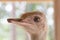 Close-up Head Shot of One Ostrich.