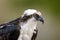 Close up head shot of an Osprey