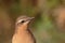 Close up head shot photo of a Northern Wheatear bird, Oenanthe oenanthe.
