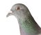 Close up head shot of pigeon bird isolate white background