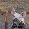 Close up head shot of sad, serious single dirty young domestic pink pig with muddy face and big ears