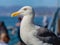Close up of head shot of a seagull in Santa Monica Pier