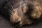 close up head shot of sealion asleep on cement