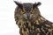 A close up head shot of a stunning Great horned owl