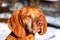 A close-up head shot of a Vizsla dog Hungarian Pointer in the snow