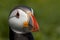 Close up head and shoulders of an Atlantic Puffin Fratercula arctica