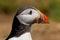 Close up head and shoulders of an Atlantic Puffin Fratercula arctica