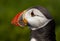 Close up head and shoulders of an Atlantic Puffin Fratercula arctica