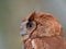 Close Up of Head and Shoulders of an Eastern Screen Owl with Reddish Brown Feathers