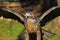 Close up head and shoulders of a Grey Buzzard Eagle