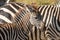 Close up head and shoulders portrait of young common zebra, Equus quagga, with mother in background