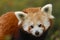 Close up head and shoulders of a Red Panda Ailurus fulgens