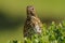 Close up head and shoulders of a Song Thrush Turdus philomelos