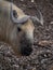 Close Up of the Head of a Sichuan Takin