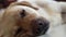 Close up head of sleepy labrador dog lying on floor and looking into camera. Muzzle and nose labrador dog sleeping on