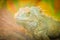 Close-up Head smiling Reptile, green iguana behind glass in terrarium