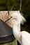 Close up of the head of a snowy egret