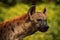 Close up head of spot hyena with hunter eyes looking