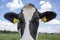 Close up of a head of a spotted cow with yellow ear tags, standing in a pasture with in de background a blue sky with clouds