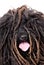 Close-up Head Study of a Puli on White