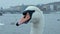 Close up of the head of a swan floating on the river, the river embankment in the middle of the city