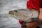 A close up of the head of a Taimen fish, the largest salmon species